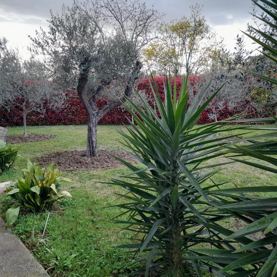 Il Ciliegio Konuk evi Treglio Dış mekan fotoğraf